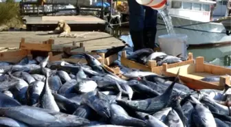 Palamut, Yüz Güldürmeye Devam Edecek'