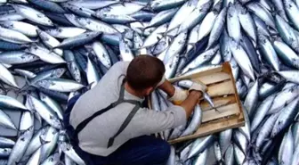 Palamut, Yüz Güldürmeye Devam Edecek'