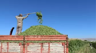 Elazığ'da Silajlık Mısır Hasadı Başladı