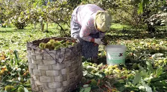 Erfelek Kestanesi Pazardaki Yerini Aldı