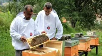 Tika Sırbistan'da Arıcılığı Geliştiriyor