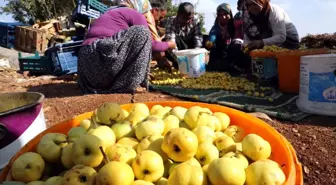 Amanos Alıcı' Üreticisini Sevindirdi