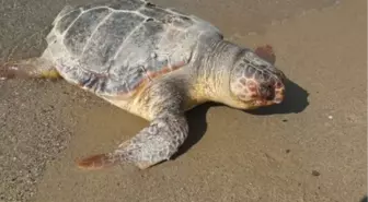 Kuşadası'nda Sahile Caretta Caretta Ölüsü Vurdu