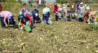 Tarlada Çalışarak Aile Bütçelerine Katkı Sağlıyorlar