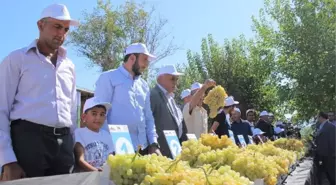 Üzümler Birinci Olmak İçin Yarıştı