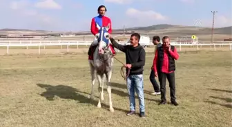 2016 Sonbahar Mahalli At Yarışları