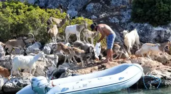 Aşırlı Adası'nın Tek Sahipleri Geyik ve Keçiler