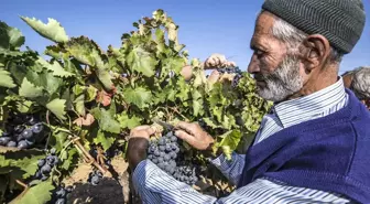 Selendi'de Yayla Bağcılığında İlk Hasat Yapıldı