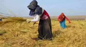 Günlük 30 Lira Yevmiye ile Çeltik Hasadı