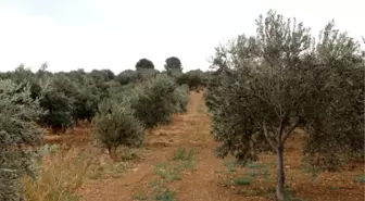 Görüntülü Haber) Sırtından Vurup, Cesedini Yol Kenarındaki Zeytinliğe Atmışlar