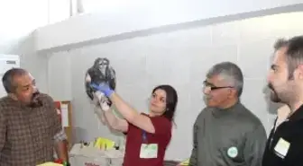 Göçe Geç Kalan Yavru Akbaba Koruma Altında