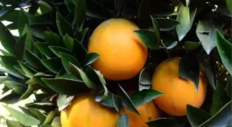 Türkonfed: Rusya ile Ticaret Daha Fazla Geliştirilmeli