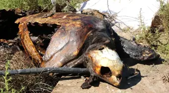 Fethiye'de Yakılmış Caretta Caretta Bulundu