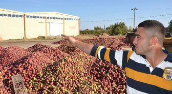 Para Etmeyen Elmanın Sağlamı da Çürüğü de Satılmıyor