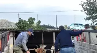 Hibe Edilen Büyükbaş Hayvanlar Tır'lardan 'Ayaklarla İtilerek' İndirildi