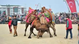 Salihli'de 56 Yıl Sonra Deve Güreşi Heyecanı