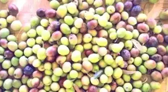 Kırma Zeytinleri Deniz Suyunu Attılar