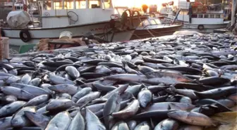 Marmara'da Palamut Bolluğu