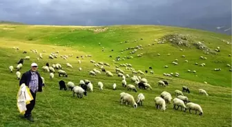 Sürü Yönetimi Elemanı Benim' Kursu Açıldı