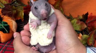 Tüysüz Hamster Silky'e Kışlık Kazak Örüldü
