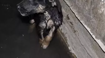 Kanala Atılan Yavru Köpeği Hayvan Sever Vatandaş Kurtardı