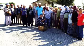 İnsanlar Kazada Kurban Olmasın Diye Koç Kurban Ettiler