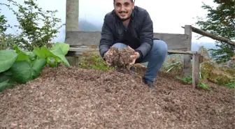 Fındık Kapsülü Enerji Deposu