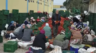 Kulaca'dan Avrupa'ya Salça İhracatı Sürüyor