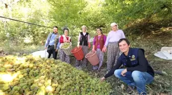 Orman Devletin, Kestanelerin Hasadı ve Satışı Vatandaşların