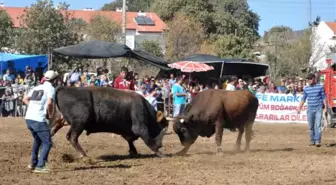 Boğalar, Datça Belediyespor İçin Güreşti