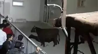 İpini Koparan Boğa, Öğrenci Yurduna Daldı