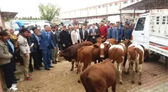 Ergani'de Genç Çiftçilere Düve Desteği