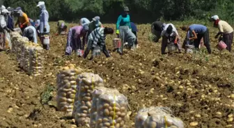 Patates Üreticilerinin Sorunları