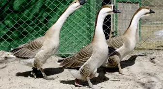 Van'da Çin Kazı Üretiyor