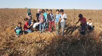 Harran Belediyesinin Tohum'u Meyve Vermeye Başladı