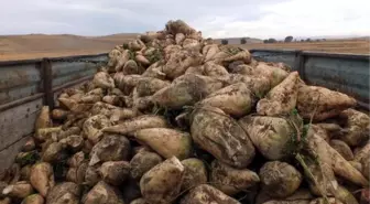 Şeker Pancarı Üretiminde Mikoriza Mantarı, Gübre Kullanımını Azalttı