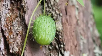 Acı Kavun Bitkisi Sinizüt Hastalarını Ölüme Götürüyor