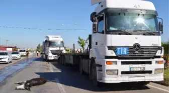 Eşek Zincirleme Kazaya Neden Oldu: 1 Yaralı