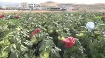 Güneydoğu'da 'Günebakan' Projesi Dışa Bağımlılığı Bitirebilir