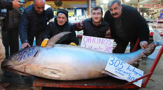 305 Kiloluk Orkinosa Yoğun İlgi