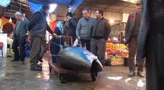 Sivas 305 Kiloluk Orkinosa Yoğun Ilgi