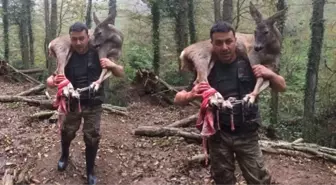 Yaralı Karacayı 3 Kilometre Omuzunda Taşıdı