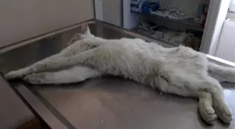 Aracın Çarptığı Kedi Tedavi Altına Alındı