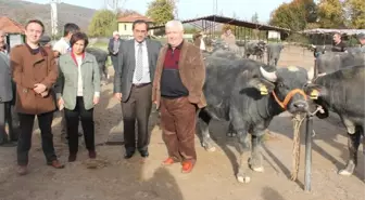 Bartın'da Çiftçilere Damızlık Boğa Teslimi Yapıldı