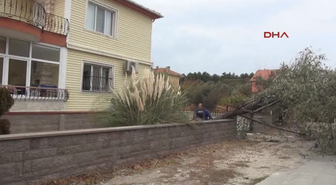 Çanakkale'de Lodos Iğde Ağacını Devirdi