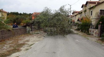 Çanakkale'de Lodosta Ağaçlar Devrildi