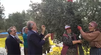 Tekirdağ'da Zeytin Hasadı