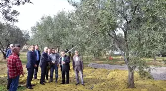 Vali Ceylan Zeytin Hasadına Katıldı