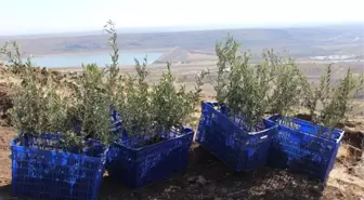 5 Bin Adet Zeytin Fidanının Dikimi Yapıldı