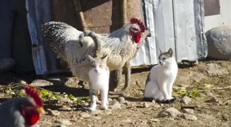 Horoz ve Kedilerin Şaşırtan Dostluğu